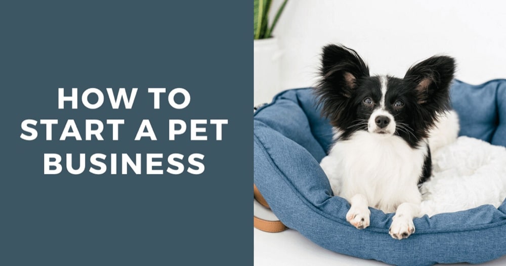 how to start a pet business