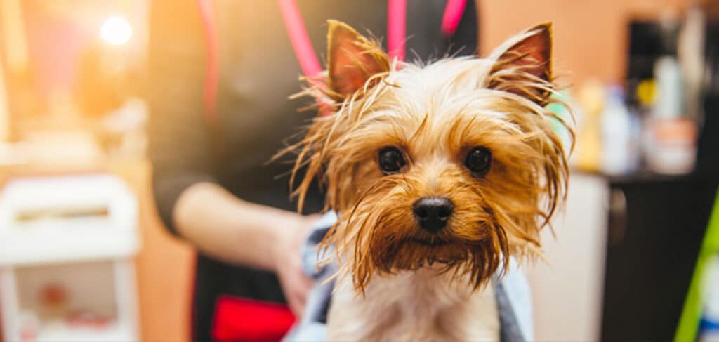 starting a pet business pros and cons